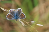 Common Blue female (Polyommatus icarus)