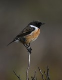 Stonechat (Saxicola torquata)