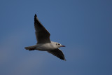 Black headed Gull (Larus ridibundus)