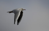 Black headed Gull (Larus ridibundus)