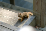 Red squirrel with attitude