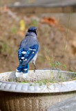 A blue jay poses