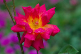 Lone Rose Standing 105mm DC