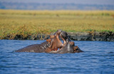 Hippos, Chobe National Park, Botswana