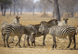 Zebras, South Luangwa, Zambia