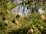 Nests, LIvingstone, Zambia