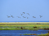 Birds, Chobe National Park, Botswana