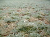Grass in ice 2
