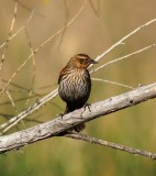 Female Redwinged Blackbird