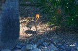 Desert Cottontail #1
