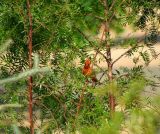 Northern Cardinal