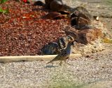 Gambels Quail #2