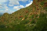 Tucson Mountain Park #6