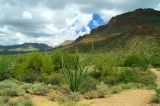 Tucson Mountain Park #18
