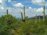 Saguaro National Park #9