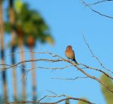 House Finch