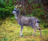 DSC00204c.jpg