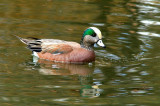 Male American Wigeon
