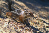 Harris Antelope Squirrel