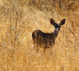 Muledeer Doe 2