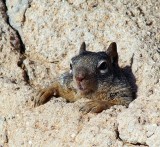 Rock Squirrel #2