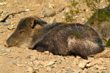 Sleeping Javelinas