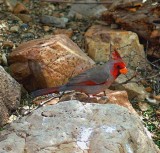 Pyrrhuloxia #1