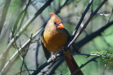 Female Northern Cardinal #1