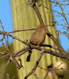 Curve-billed Thrasher