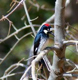 Acorn Woodpecker