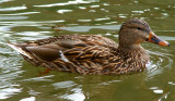 Female Mallard