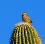 Cactus Wren #2