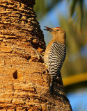 Gila Woodpecker #1