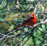 Northern Cardinal #1