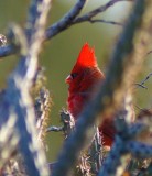 Northern Cardinal #2