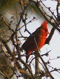 Northern Cardinal #3