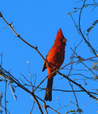 Northern Cardinal #4
