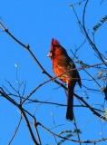 Northern Cardinal #5