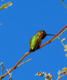 Black-chinned Hummingbird #4