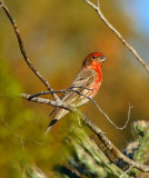 House Finch #2