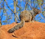 Rock Squirrel #3