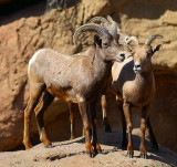 Desert Bighorn #2