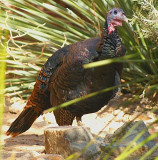 Merriams Turkey
