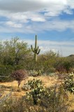 Saguaro National Park  #1