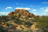 Saguaro National Park  #2