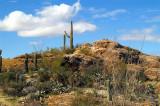 Saguaro National Park  #3