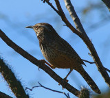 Catus Wren #3