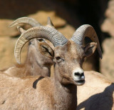 Desert Bighorn #3