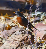 American Robin