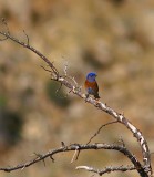 Western Bluebird
